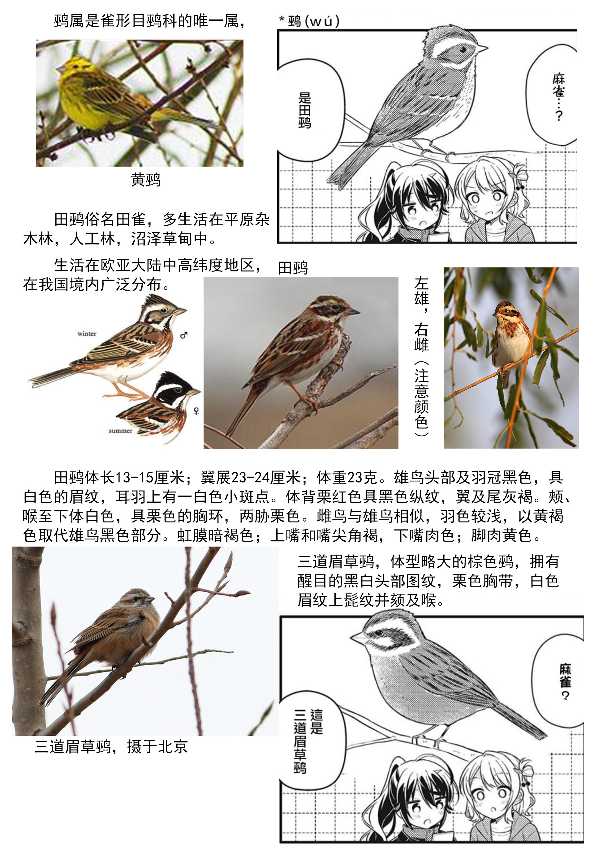 Shiawase Tori-mingu Chapter 2 第11页