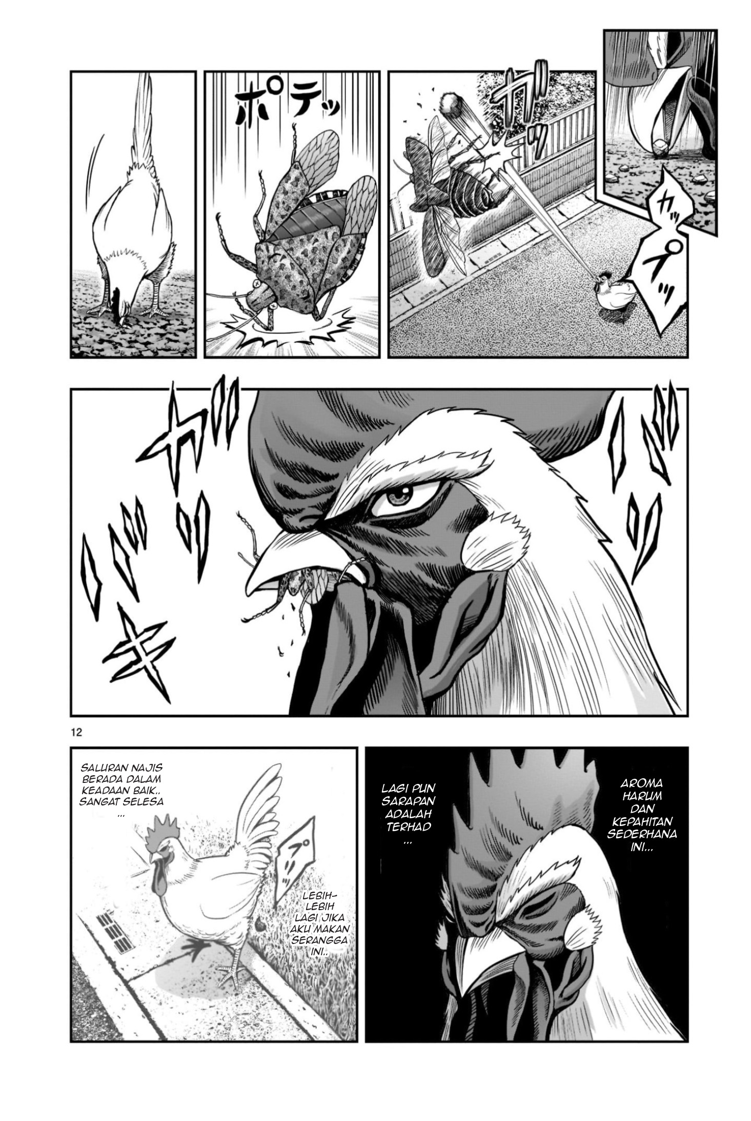 Niwatori Fighter Binatang Berbulu Berkumpul 第12页