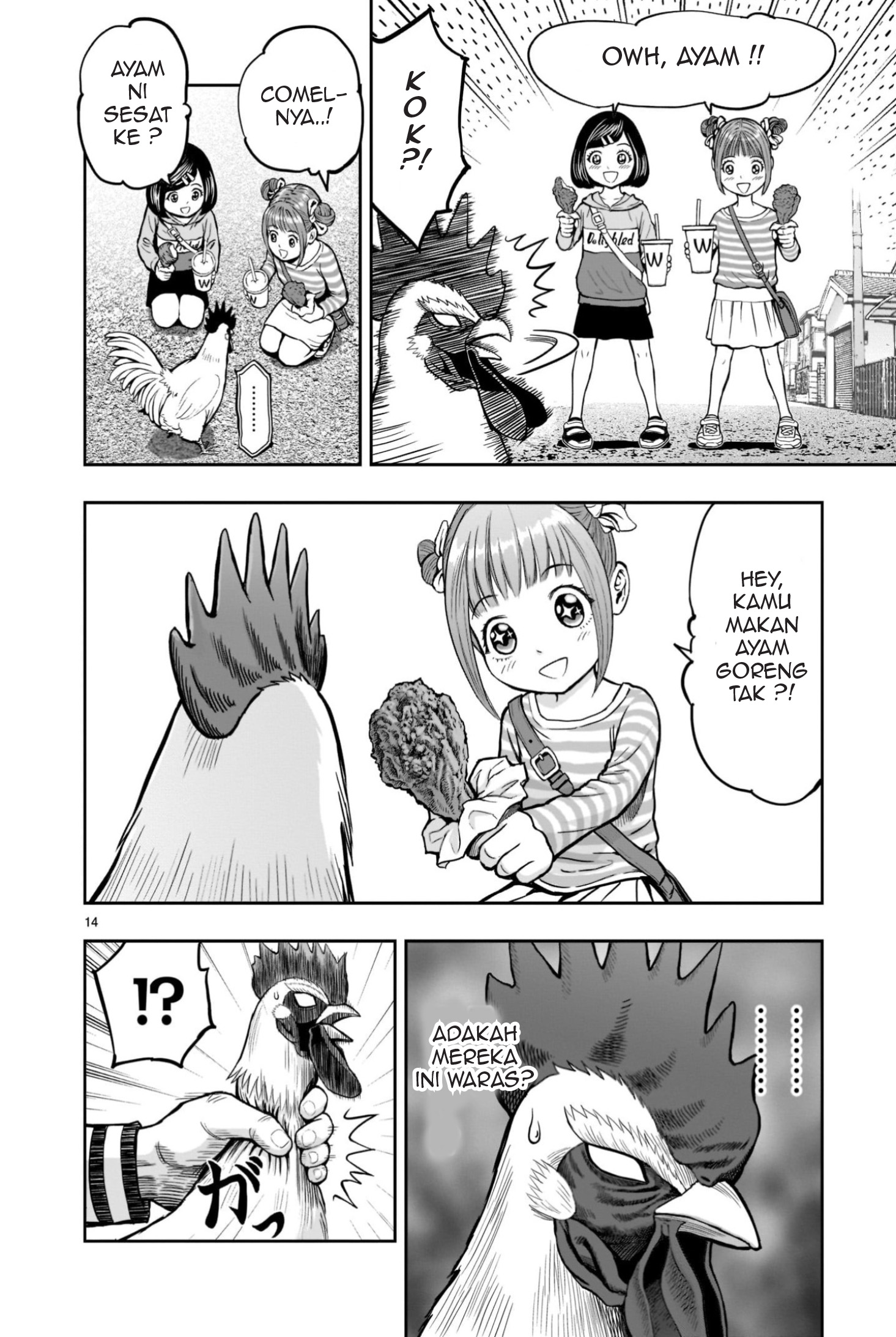 Niwatori Fighter Binatang Berbulu Berkumpul 第14页