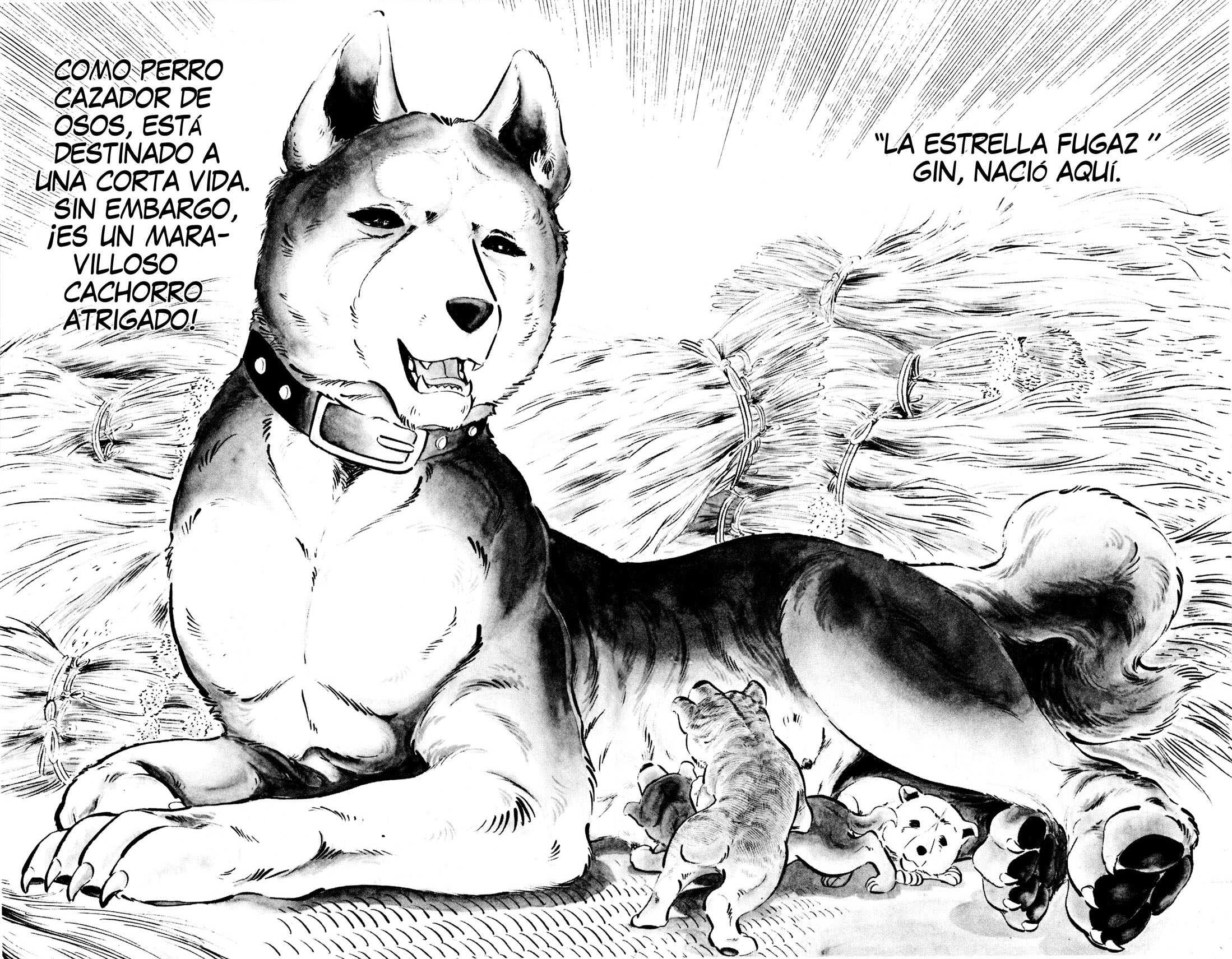 Silver Fang – The Shooting Star Gin – ¡El nacimiento del perro cazador de osos, Gin! 第17页
